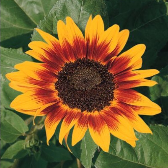 Meet your Posher, Lynn - Picture 1 of 1